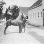 Sotterley worker with horse, circa 1920.